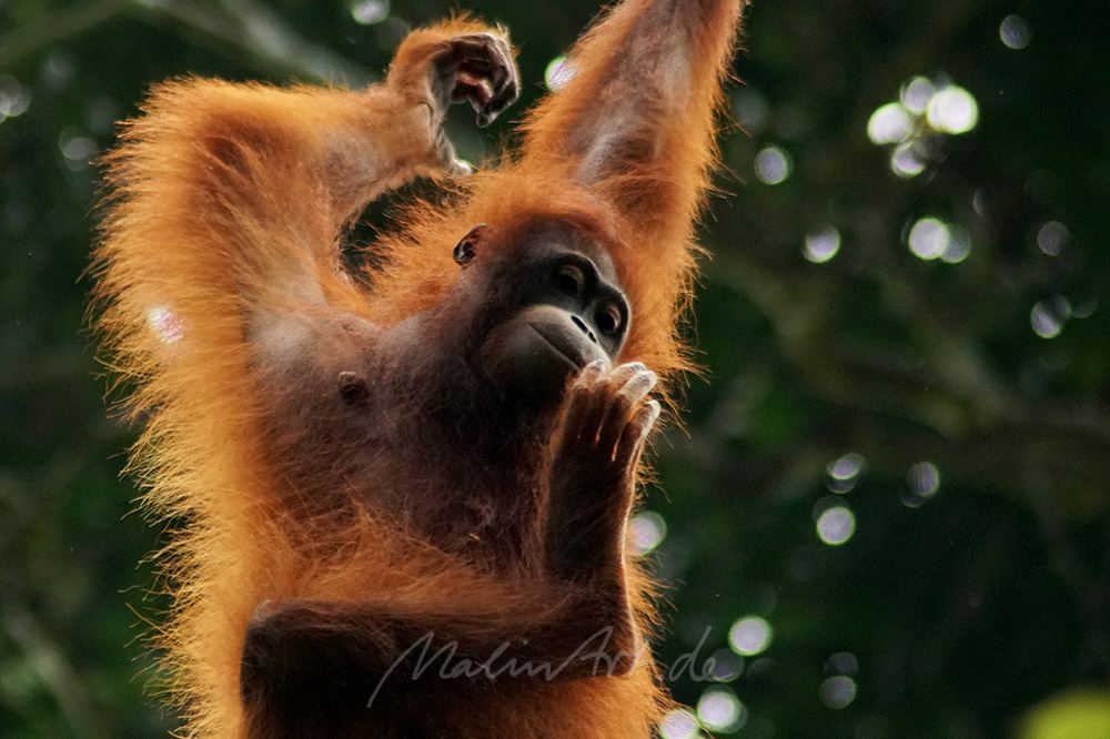 Safari auf Borneo, MYS